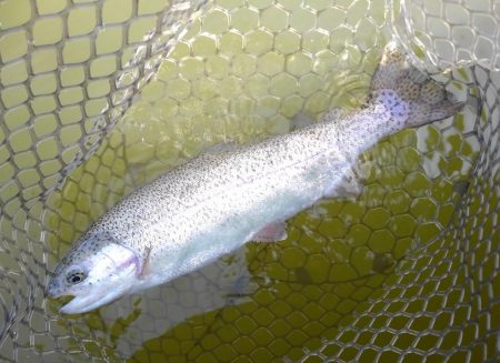 大安トラウトレイク 釣果